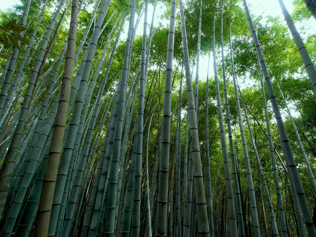 Vertical bamboo shafts closing over a narrow path