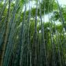 Bamboo Grove Cabin