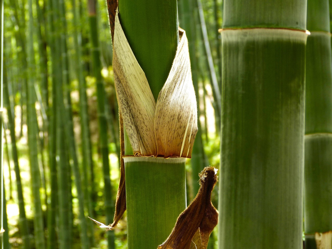 Bamboo grove interior seen from the cabin window