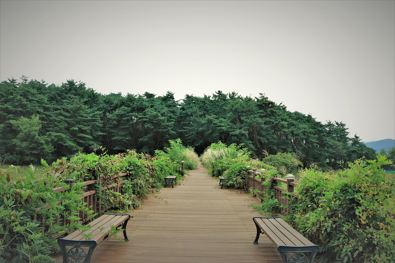 A quiet path through the maple grove above the academy