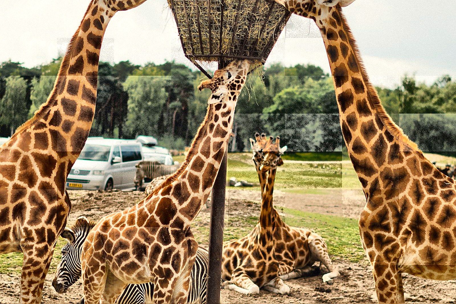 Giraffes feeding from a raised platform at Chimelong Safari Park, Guangzhou