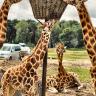 Chimelong Safari Park
