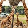 Chimelong Safari Park