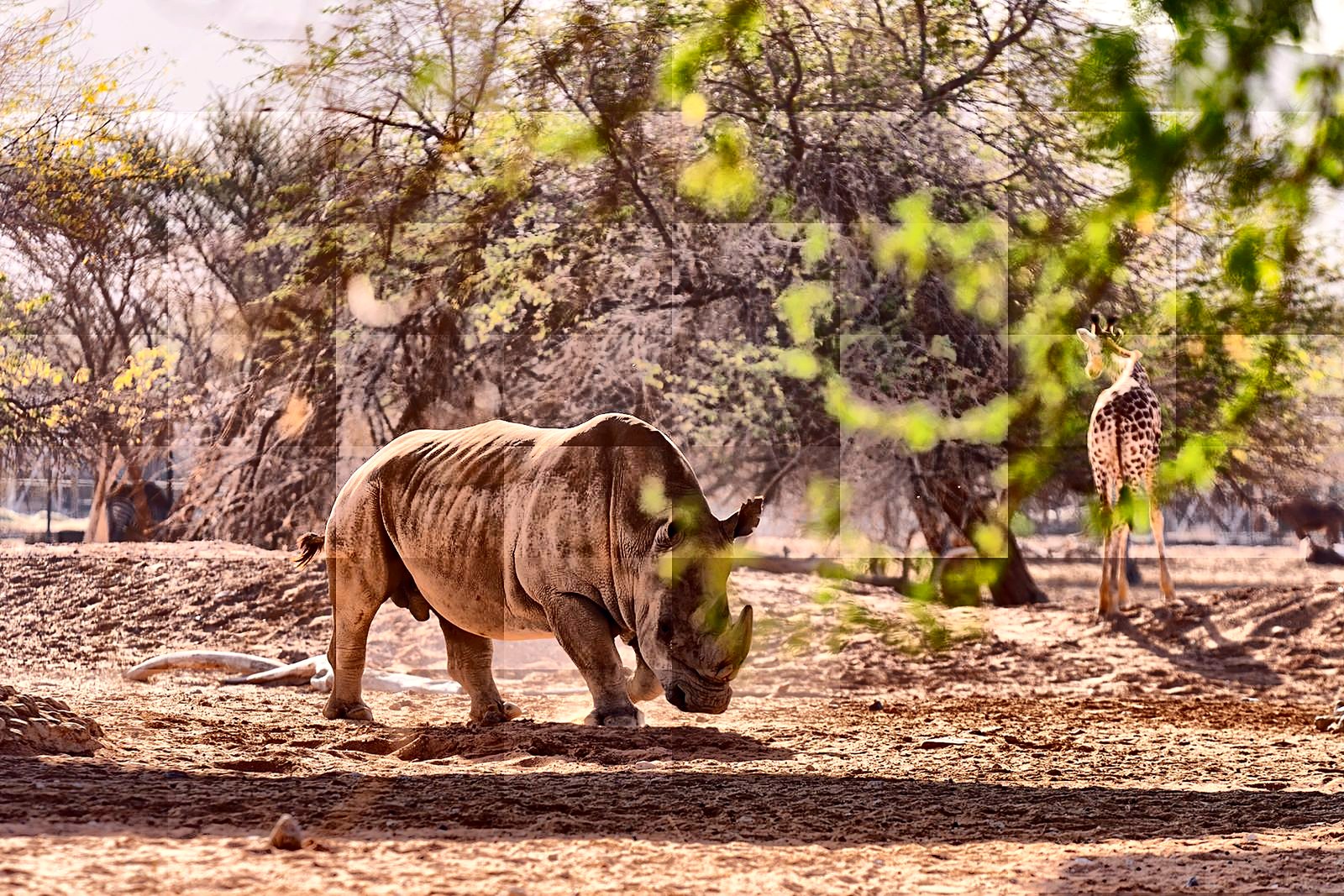 A rhino and giraffe together in the open safari section of Chimelong