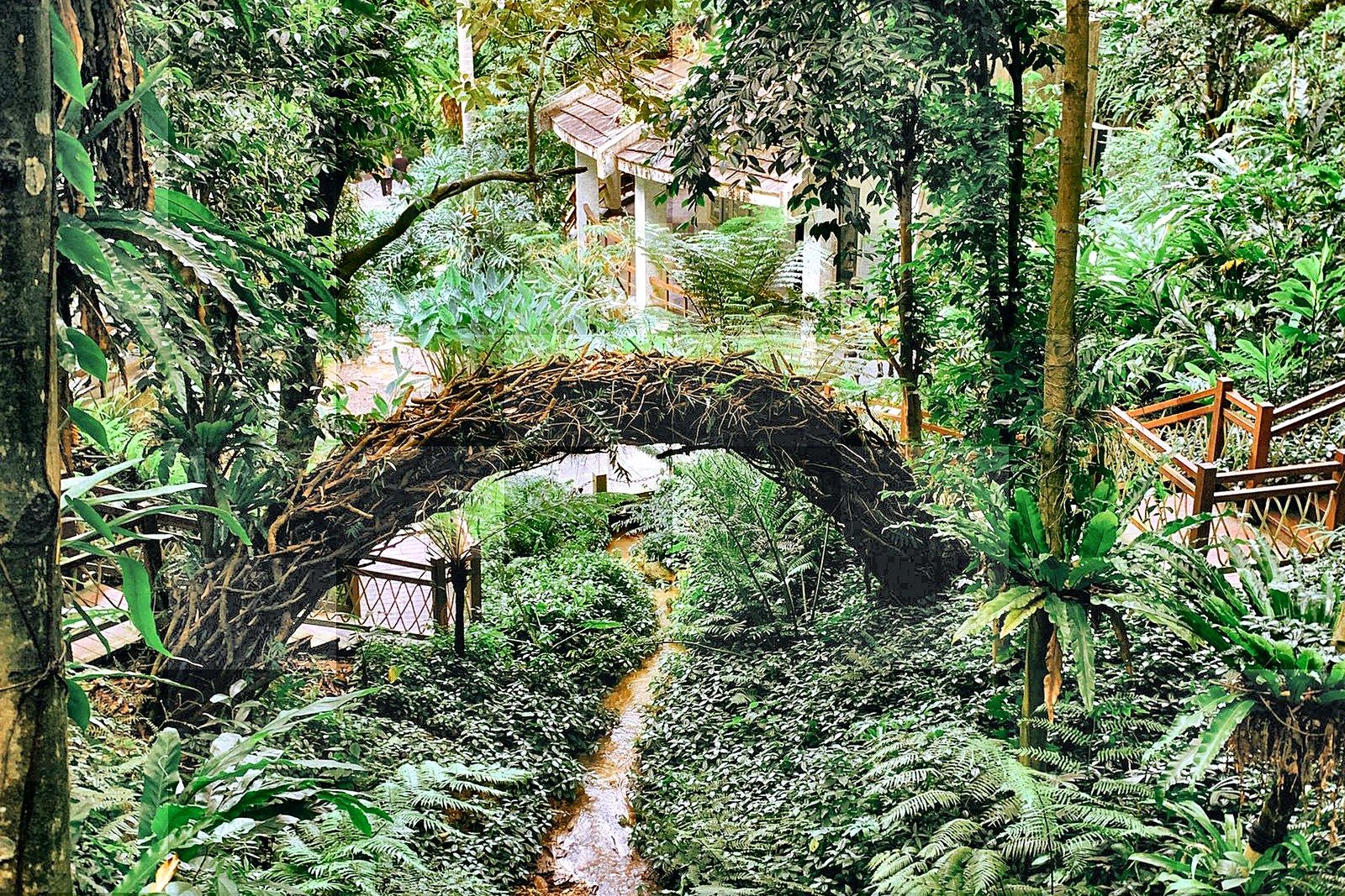 A woven vine tunnel arching over a pathway beside a stream in the rainforest