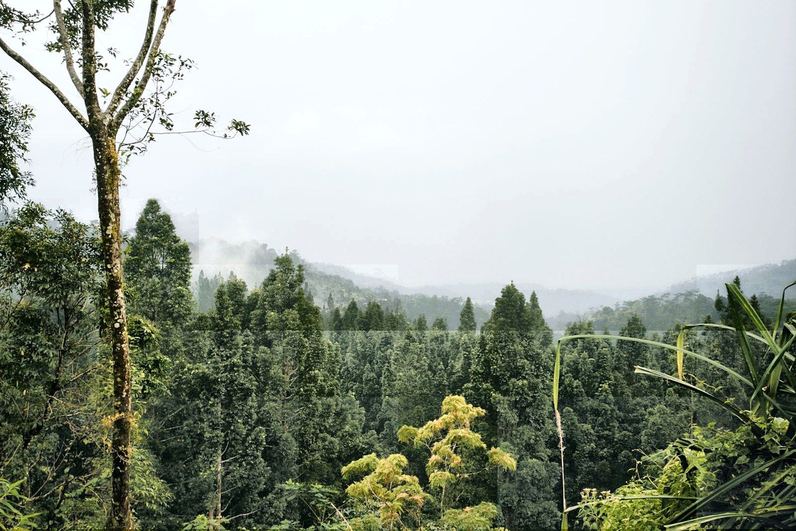 The five peaks of Wuzhishan rising out of a misty forest