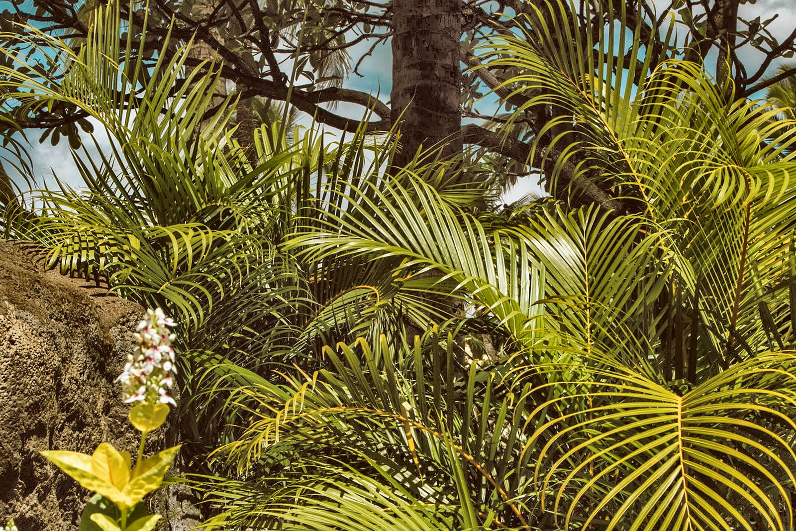 Palm fronds and flowering plants in a tropical botanical garden