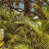 Xinglong Tropical Botanical Garden